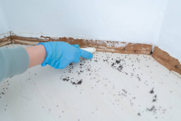 Best Mosquito Control Services  in Lansing, IL